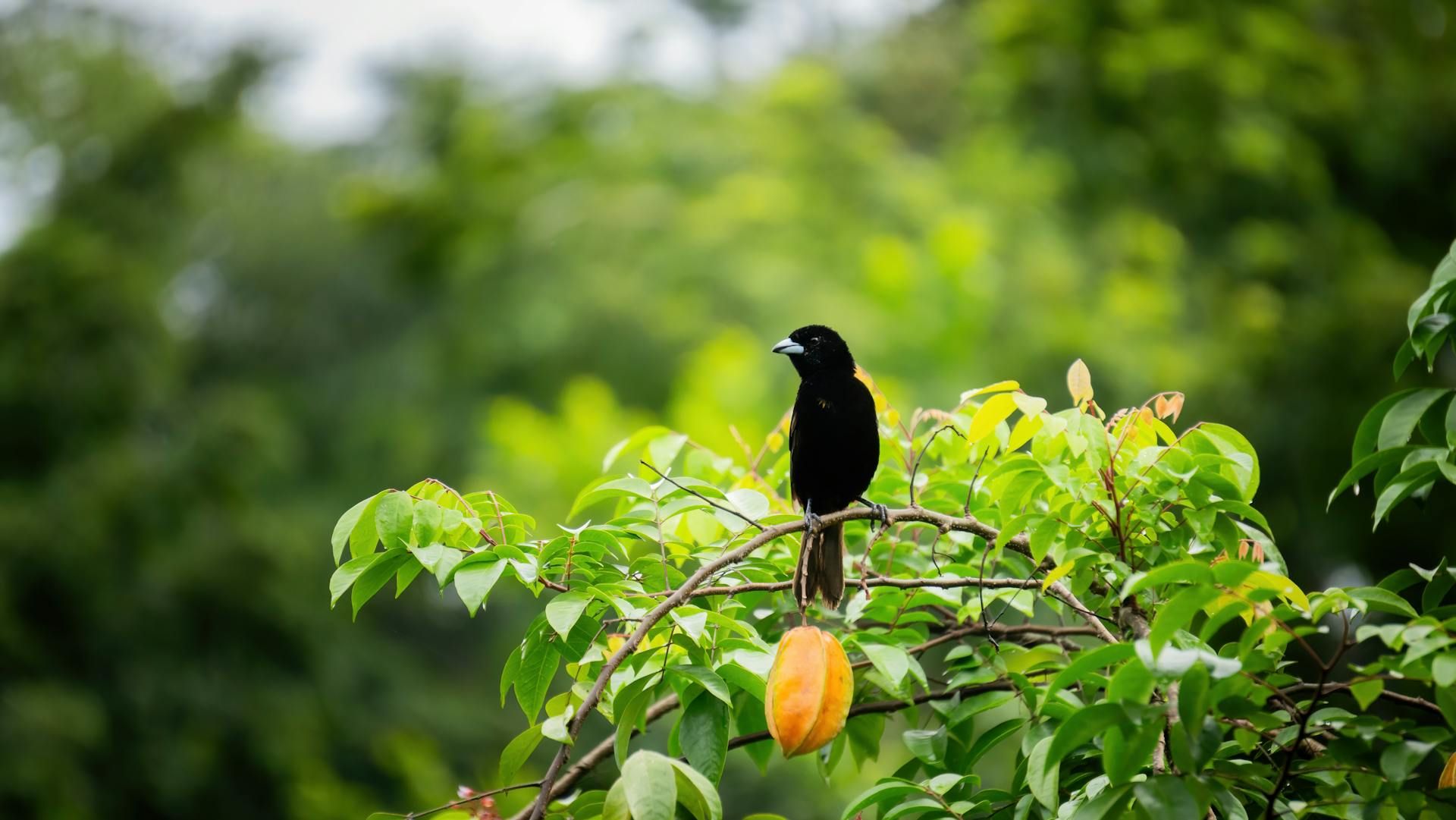 Biodiversity Management Plan